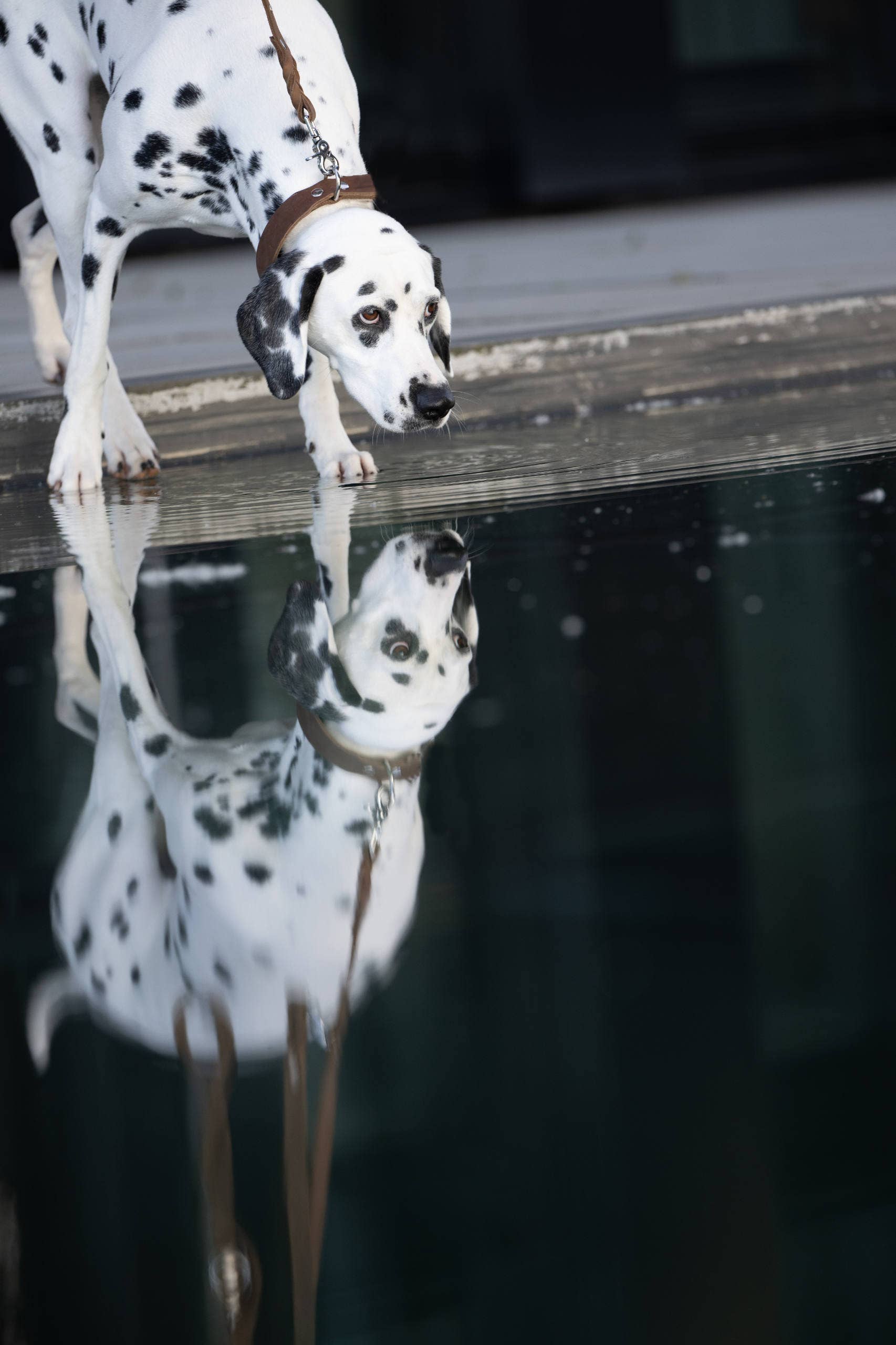 LABONI - Volentis GmbH - Vente Collier – chien - Collier pour chien GIRO en cuir souple à prise ferme6