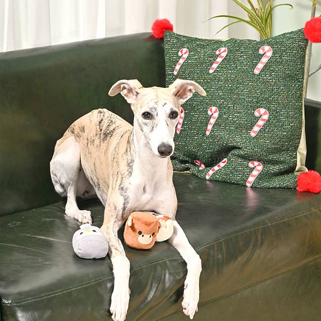 Hugsmart Products Inc - Vendita all'ingrosso Set di giocattoli - Cani - HugSmart Pet - Happy Woofmas | Marshmallows invernali3