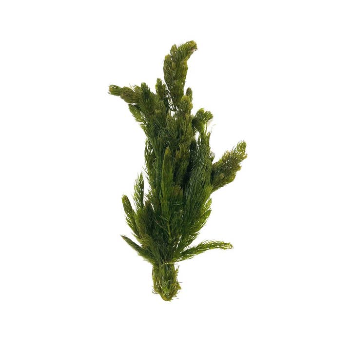 Wetplants - Wholesale Live Plant - Hornwort Bunch Plant