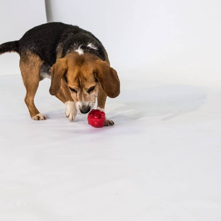 Caitec Inc - Wholesale Pet Squeaky Toy - Dog - Amazing Molecule Ball Dog Toy Chase 'N Chomp