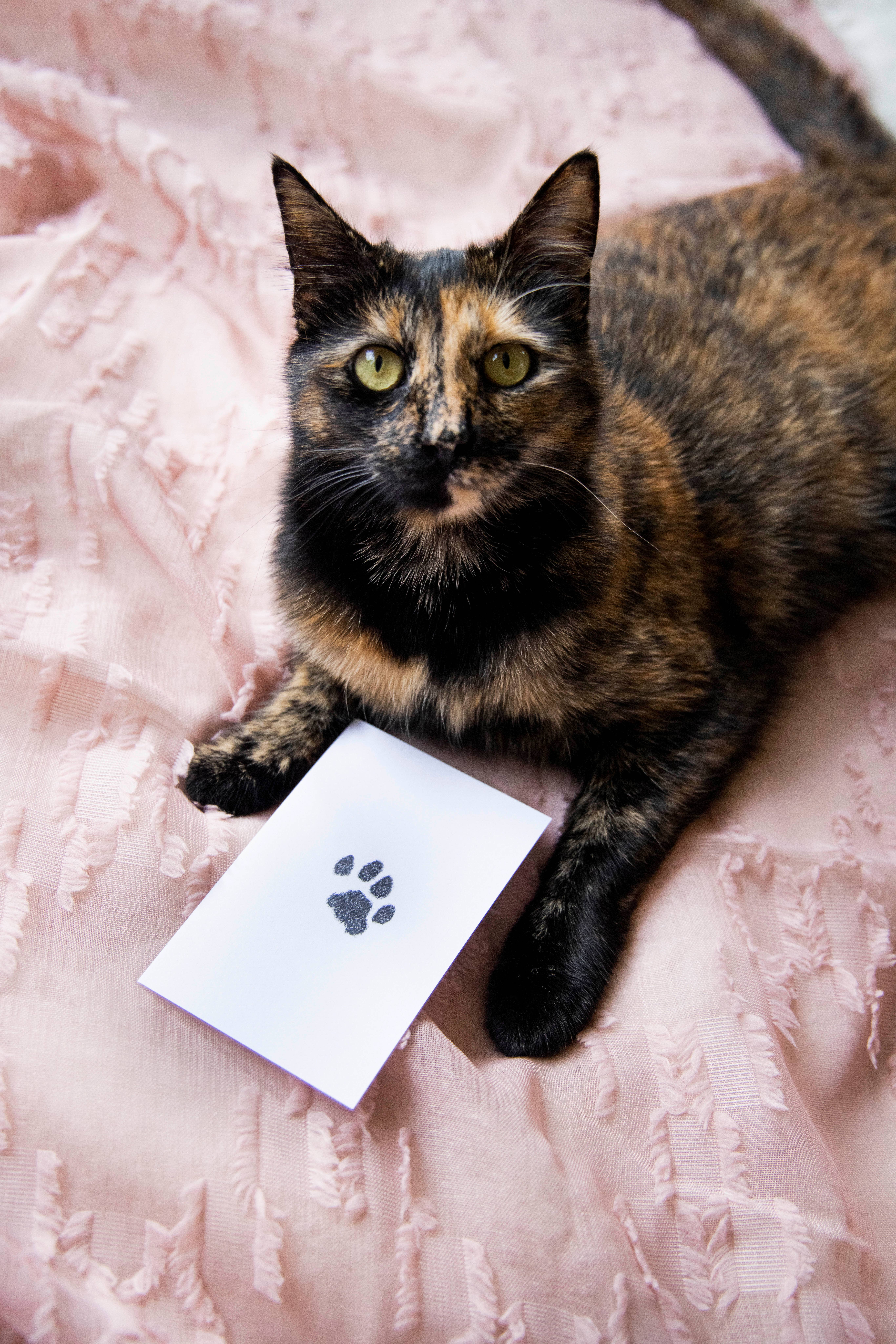 Pearhead - Vente Tampons encreurs - Tampon à encre Clean-Touch Pet Pawprint, noir12