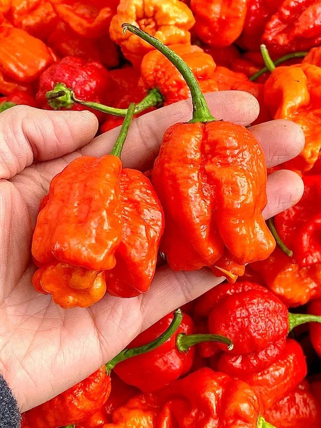 Weymouth 51 Hot Sauces - Wholesale Hot Sauce - Smoked Carolina 70 Fermented Super Hot Chilli Sauce 220ml3