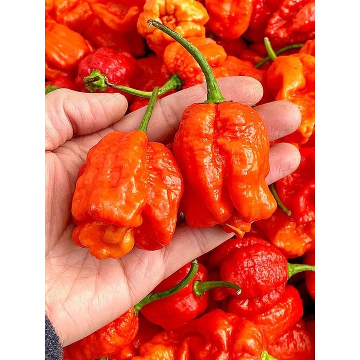 Weymouth 51 Hot Sauces - Wholesale Hot Sauce - Smoked Carolina 70 Fermented Super Hot Chilli Sauce 220ml3