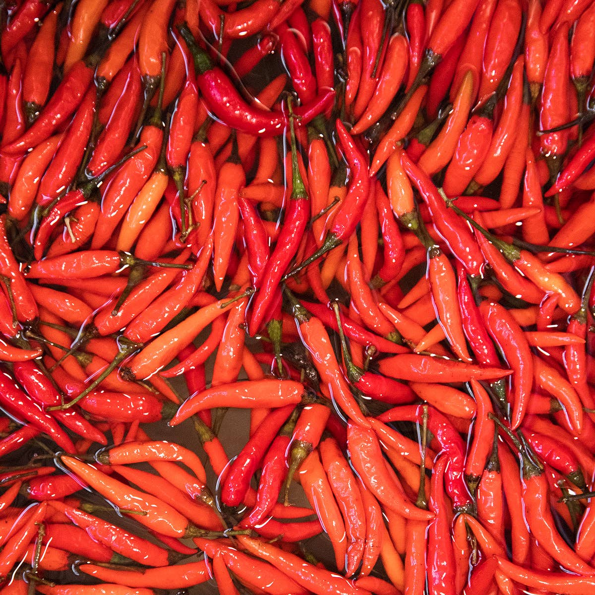 Blake Hill Preserves - Wholesale Jam/Jelly - Fresno & Thai Spicy Chili Jam4