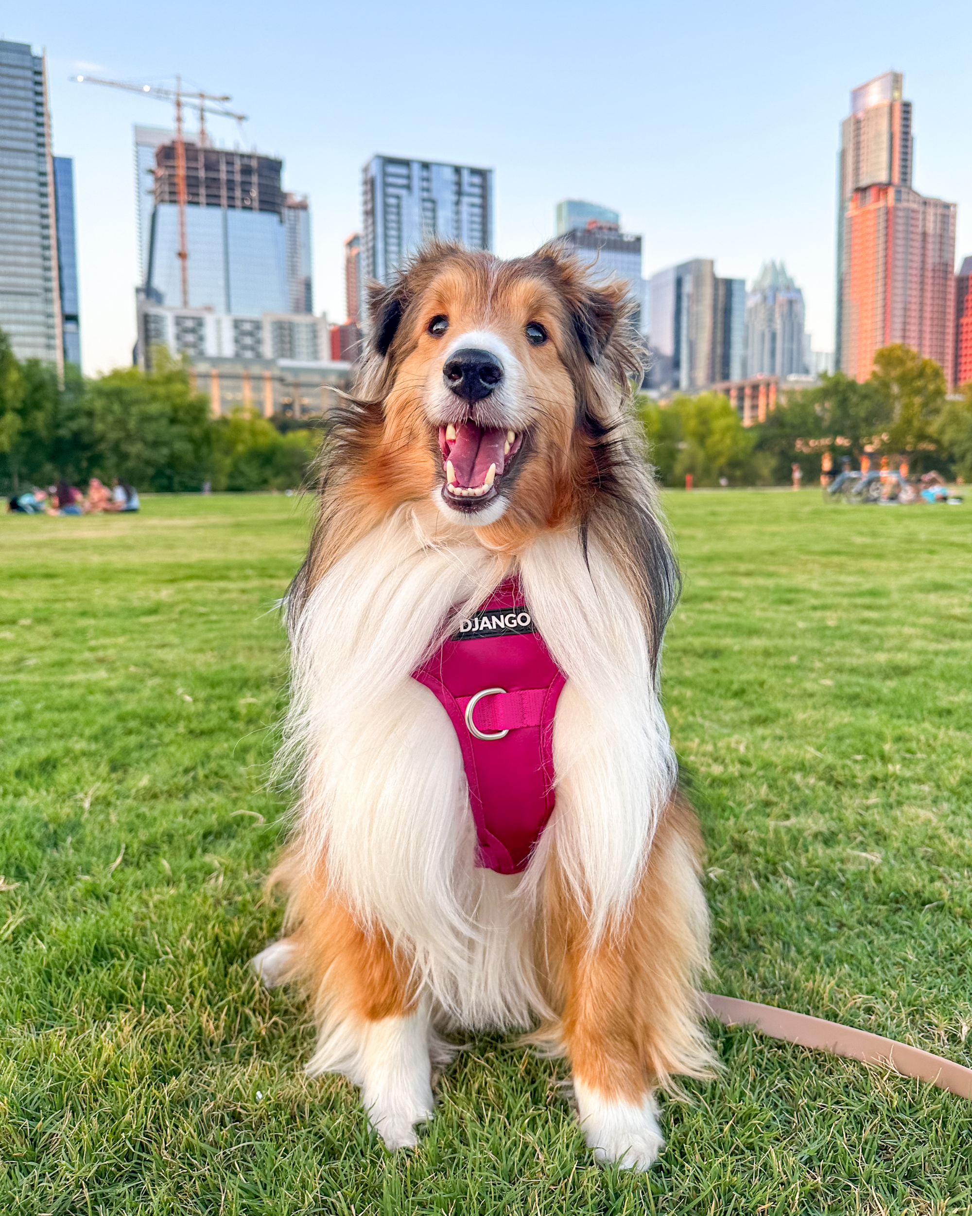 DJANGO - Wholesale Pet Harness - Dog - Tahoe No Pull Dog Harness - Hibiscus Pink2