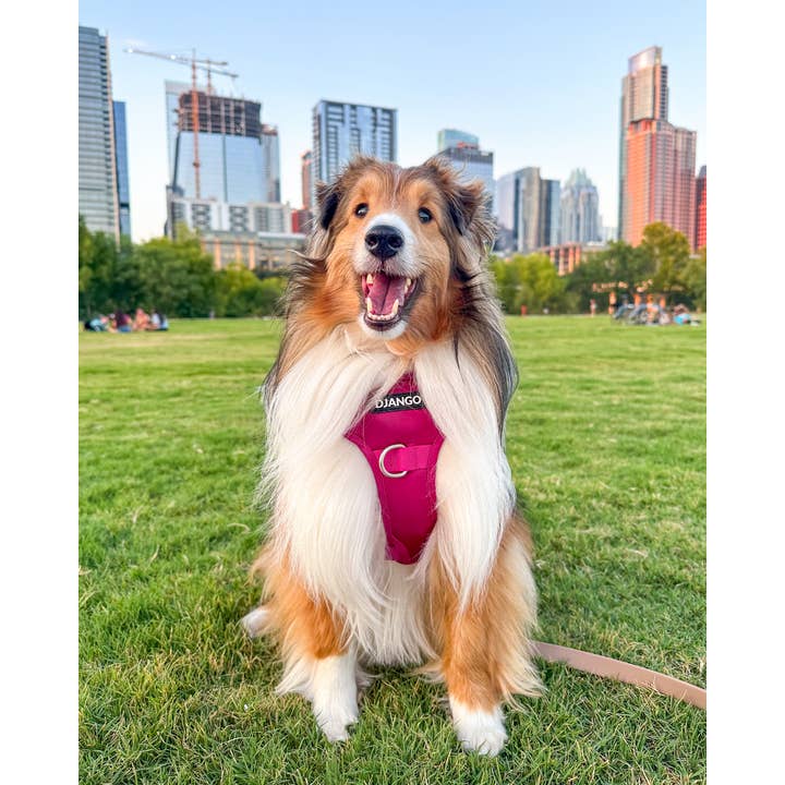 DJANGO - Wholesale Pet Harness - Dog - Tahoe No Pull Dog Harness - Hibiscus Pink2