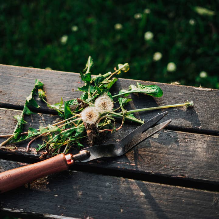 Barebones - Wholesale Garden Tool - Dandelion Weeding Fork6