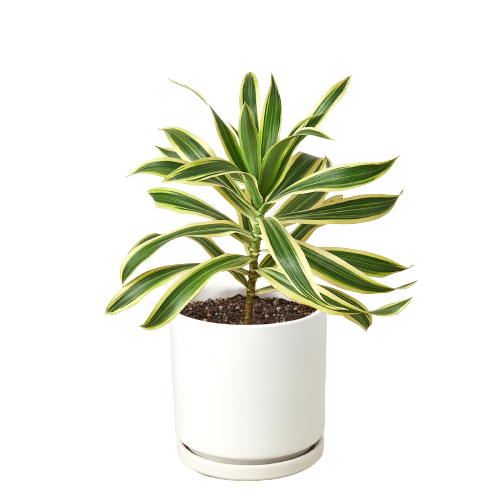 Bumble Plants - Wholesale Live Plant - Dracaena 'Song of India'6