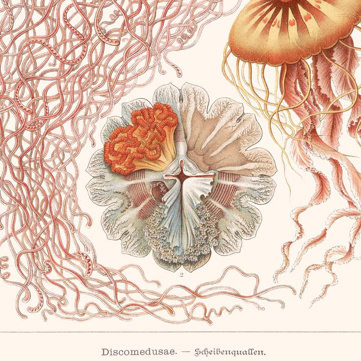 Aster Edition - Wholesale Poster - Display: Discomedusae - Ernst Haeckel3