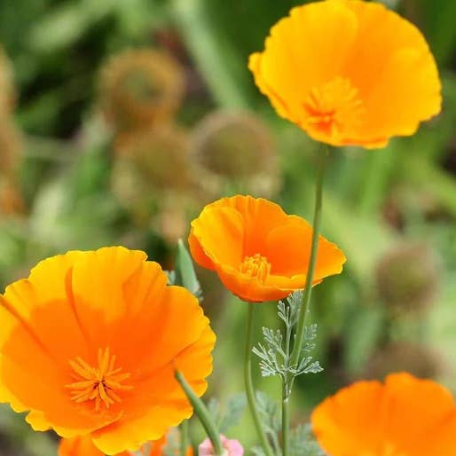California Poppy Herbal Tincture for wholesale by Daydream Organics | Prairie Doctor Brand
