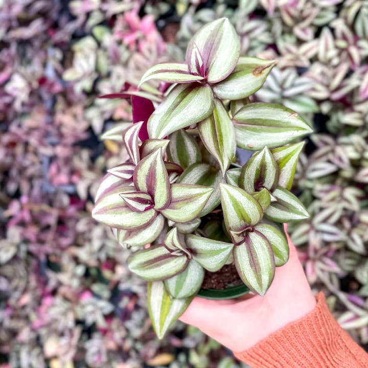 Thorsen's Greenhouse - Wholesale Live Plant - Tradescantia Zebrina - Live Plant