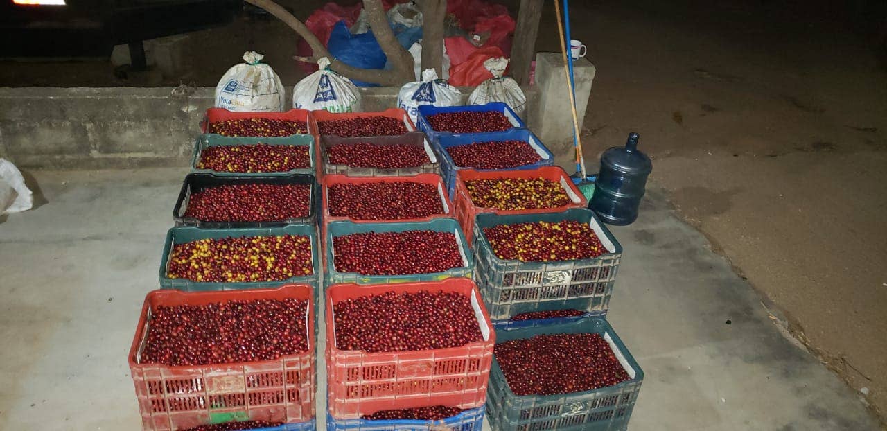 Paso Paso - Farmer Owned Coffee - Wholesale Coffee Beans - Nicaragua - Silvio Sánchez - Catuai Natural16