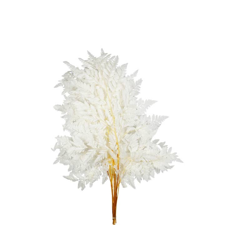 Gedroogde bloemen - Gebleekte ledervaren for wholesale by Wildflowers by Floriette