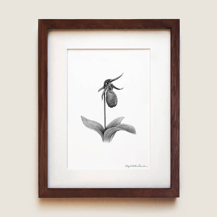 Stampa d'Arte Fine | Orchidea Pantofola della Signora Rosa per la vendita all'ingrosso da parte di ElizabethAnnFrancis