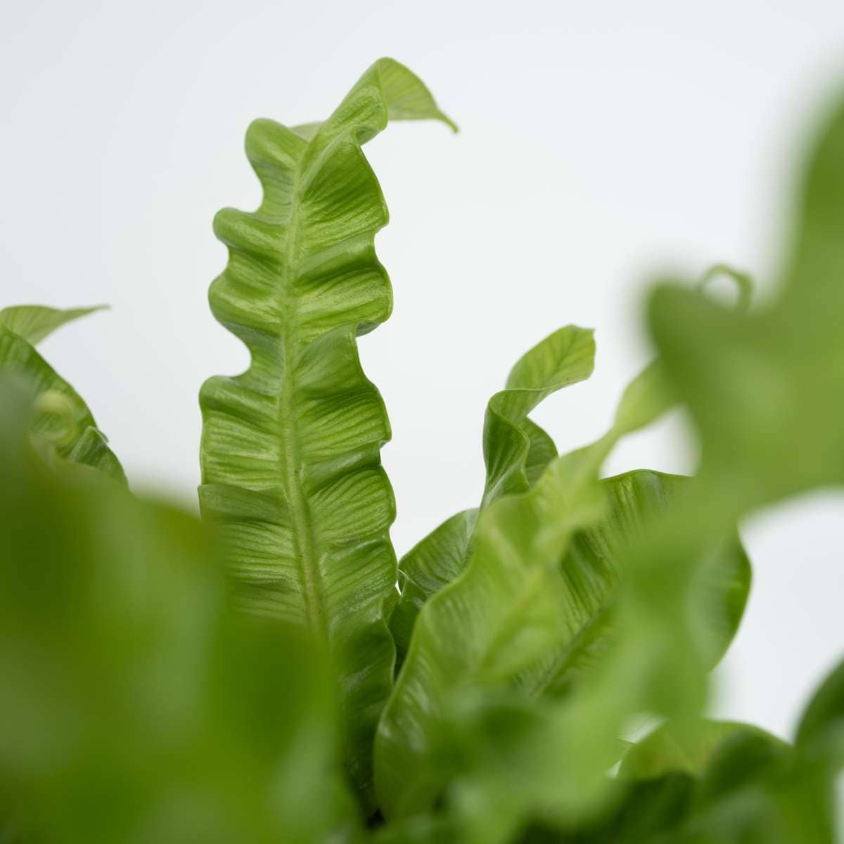 Oasis of Life - Wholesale Live plant - Bird's Nest Fern – 2 Plants – Asplenium nidus ‘Crispy Wave’ – Height 25–40cm – Ø12cm – Air-purifying Houseplants with Wavy Leaves – Easy-care Fern for Bedroom & Office4
