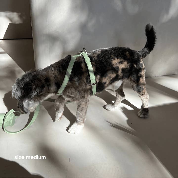 ST ARGO - Wholesale Pet harness – Dog - HARNESS - Sage3