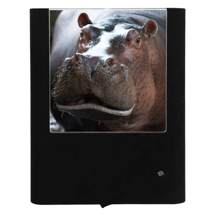 Hippo for wholesale by Nightlight Studio