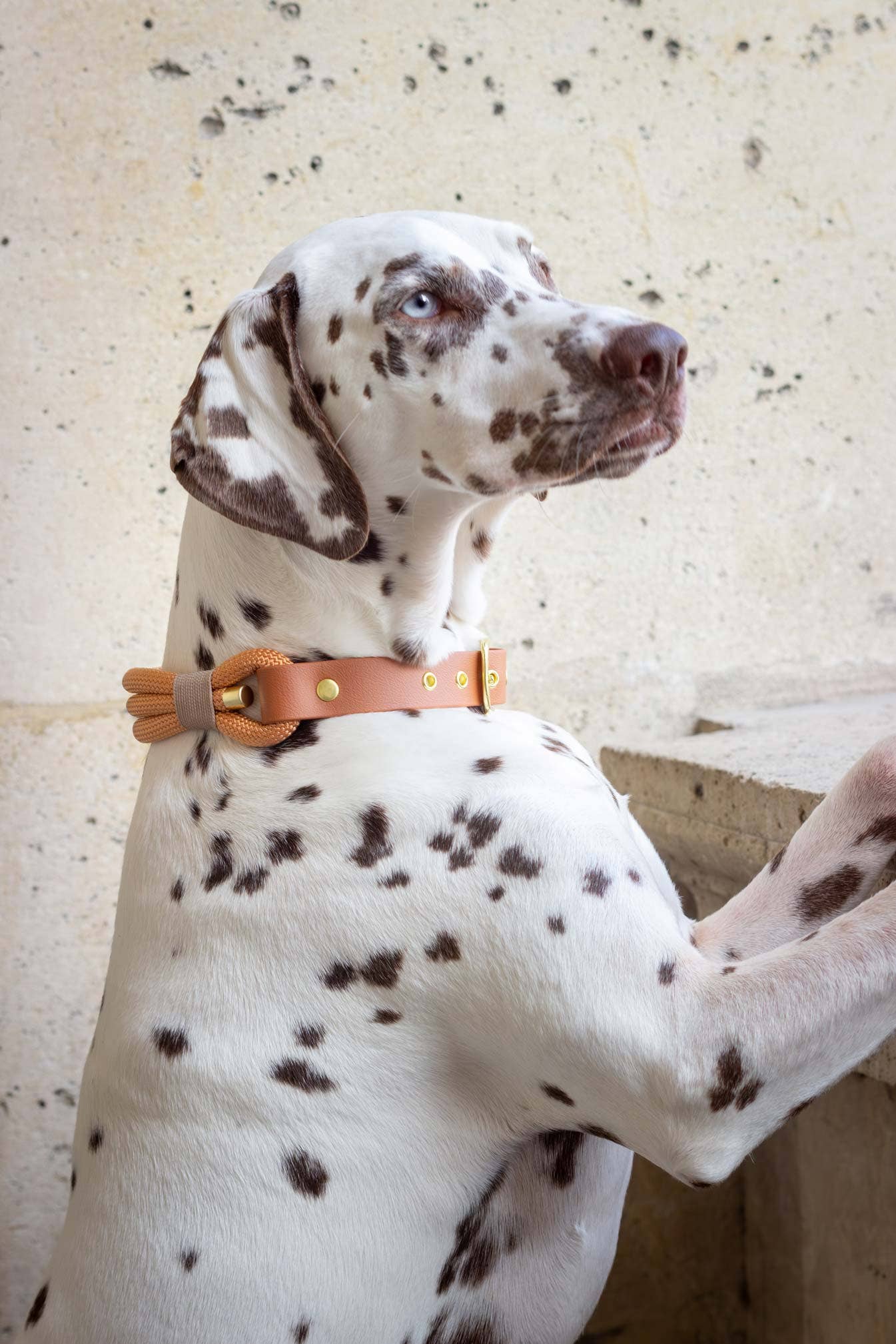 Atelier Markiz - Wholesale Pet Collar - Dog - Copper Necklace2