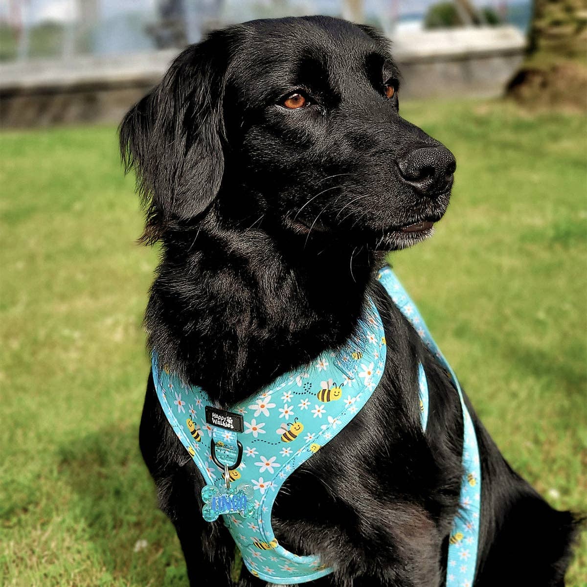 Happy Walkies – Großhandel Haustiergeschirr – Hund – Bee Happy verstellbares Hundegeschirr4