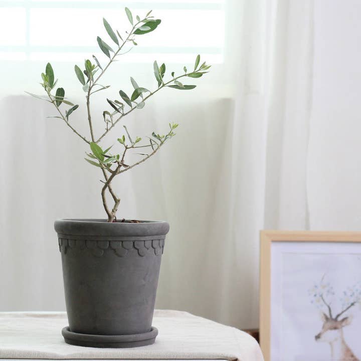 Cementblomkruka för wholesale av Rooted Treasures Farms