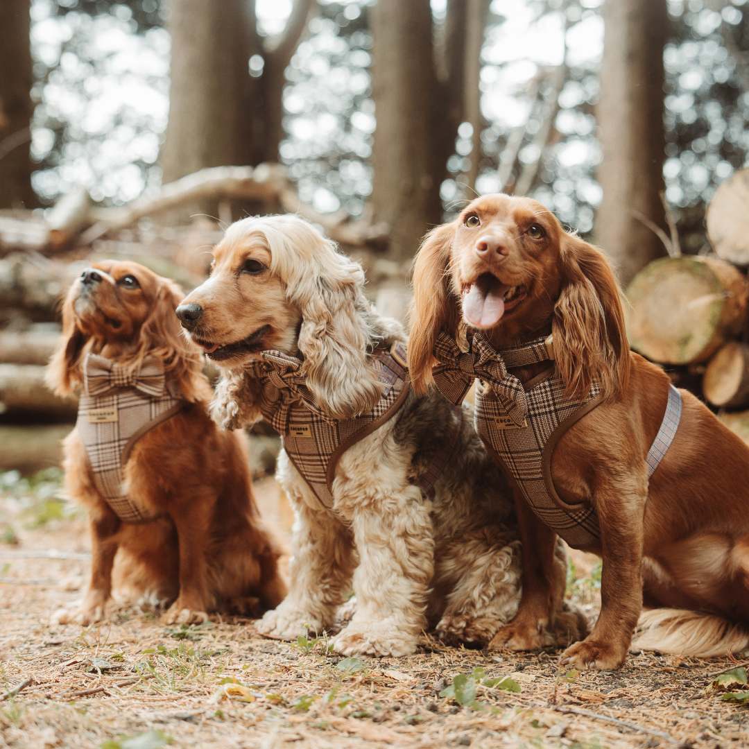 Cocopup London - Wholesale Pet Collar - Dog - Pup Plaid Collar4