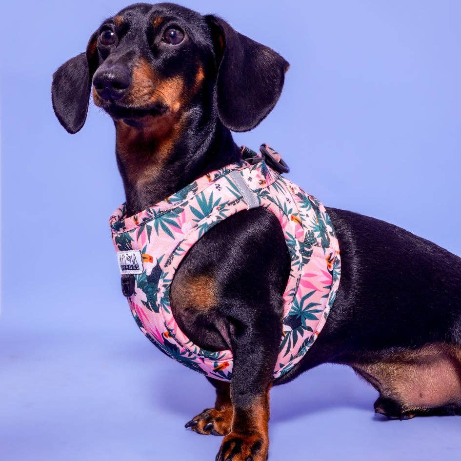 Arizona Hotdogs – Großhandel Haustiergeschirr – Hund – Hundevestgeschirr - Tropicool4