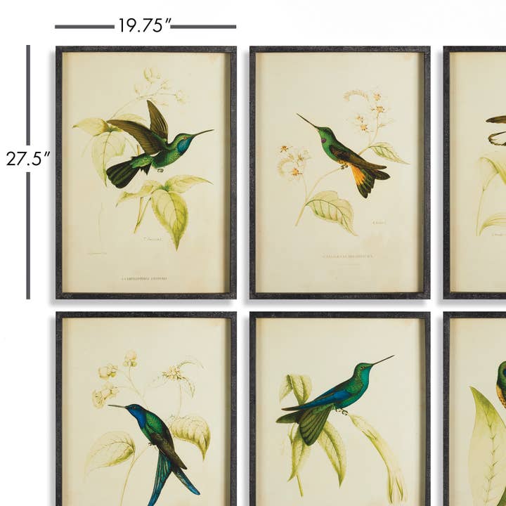 Napa Home & Garden - Vente Set d'éléments de galerie photo - Imprimés Colibri, lot de 62