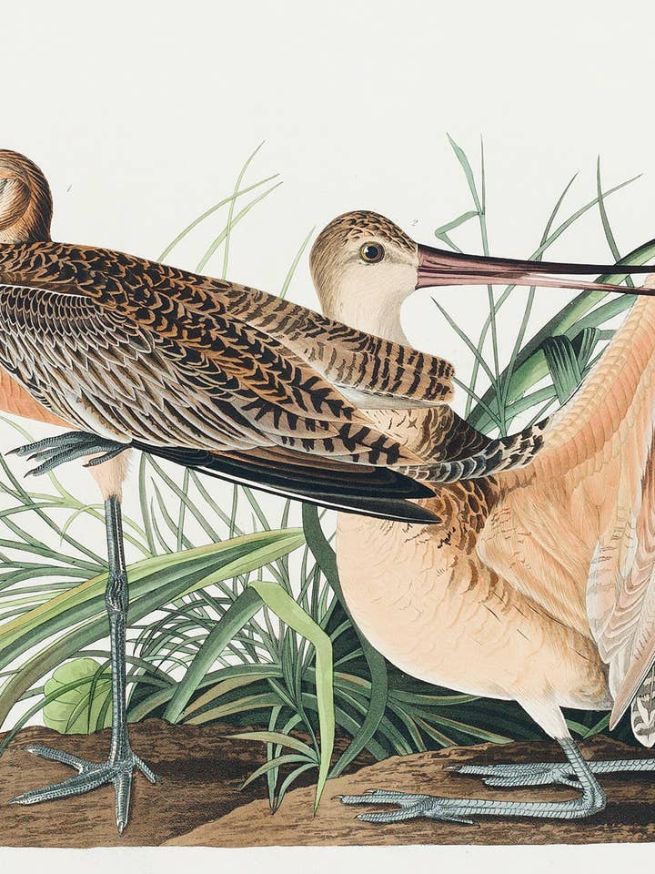 Postcard Great Marbled Godwit (231001) for wholesale by The Knowledge of Things by Catch Publishing