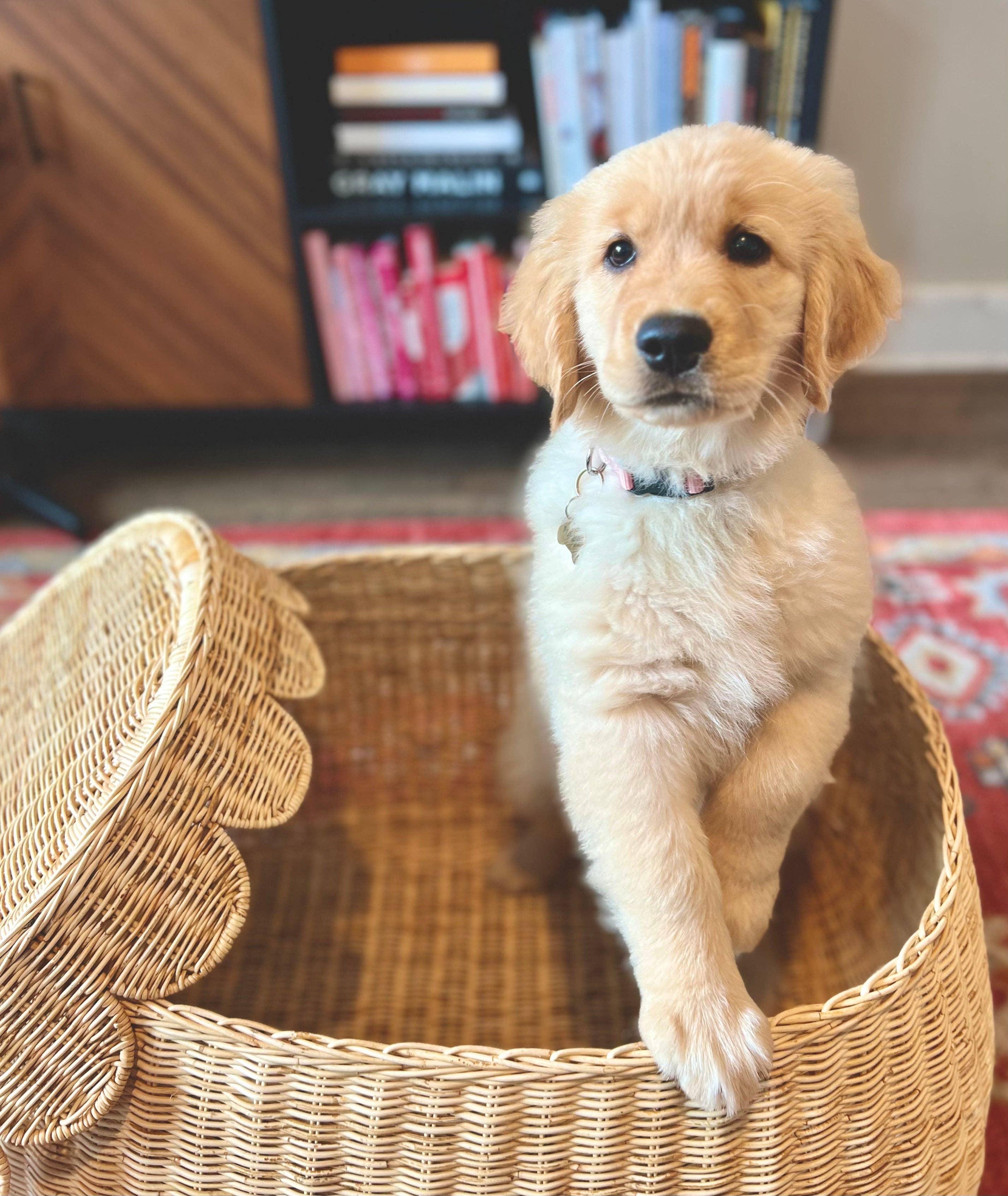 Auden & Avery - Wholesale Basket - Scalloped Rattan Basket - Medium 9