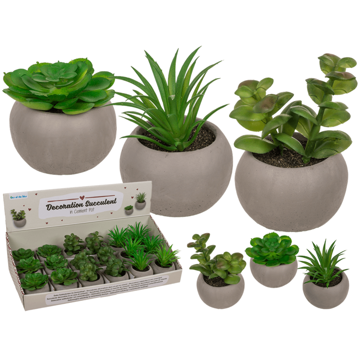 Out of the blue KG - Wholesale Succulent - Deco succulent in cement pot,0