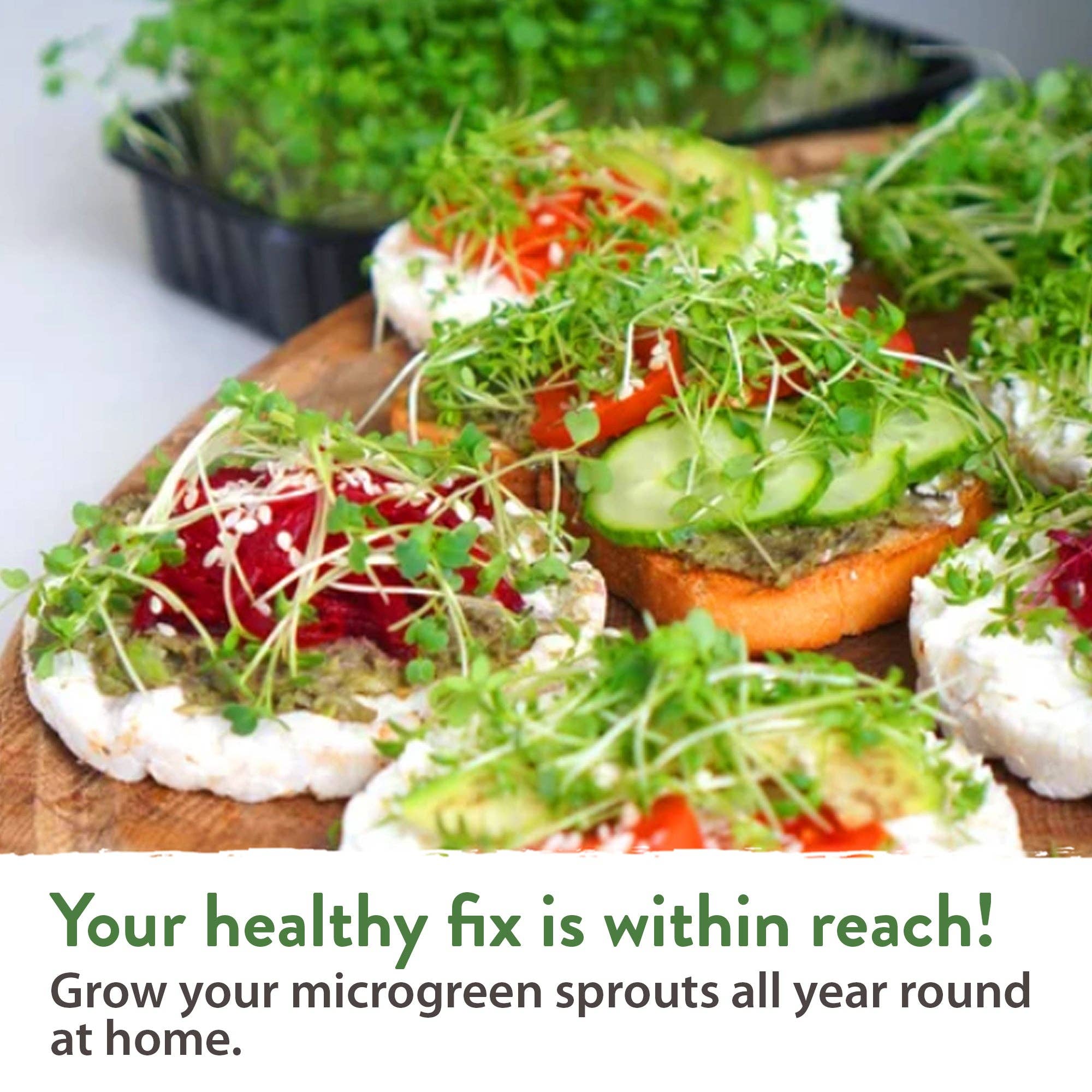 Homegrown Garden - Wholesale Plant Seeds - Sprouts and Microgreens Seeds Bulk Mix (16oz)4