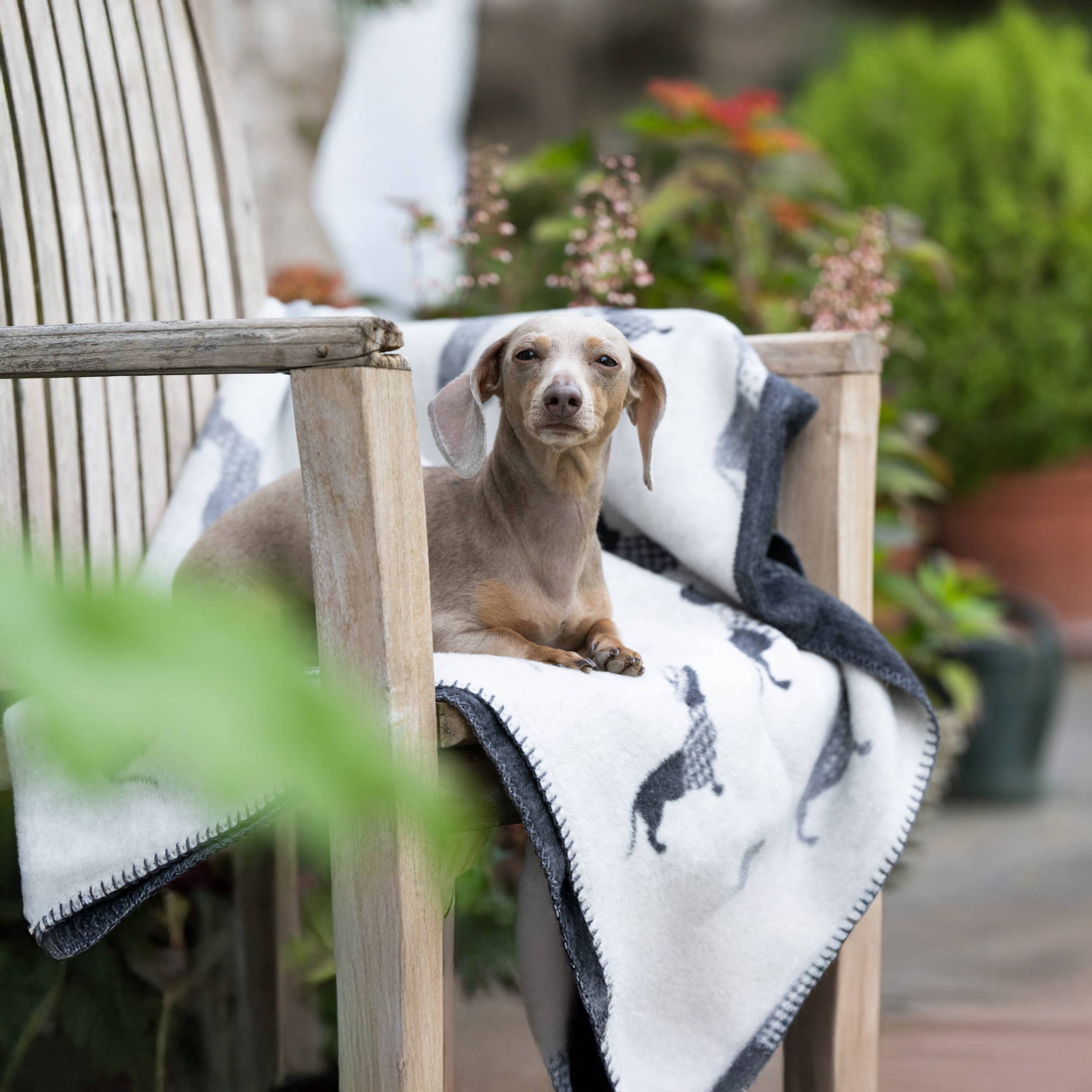 LABONI - Volentis GmbH - Venta al por mayor Edredón - Gatos y perros - TECKEL - MANTA DACHSHUND5