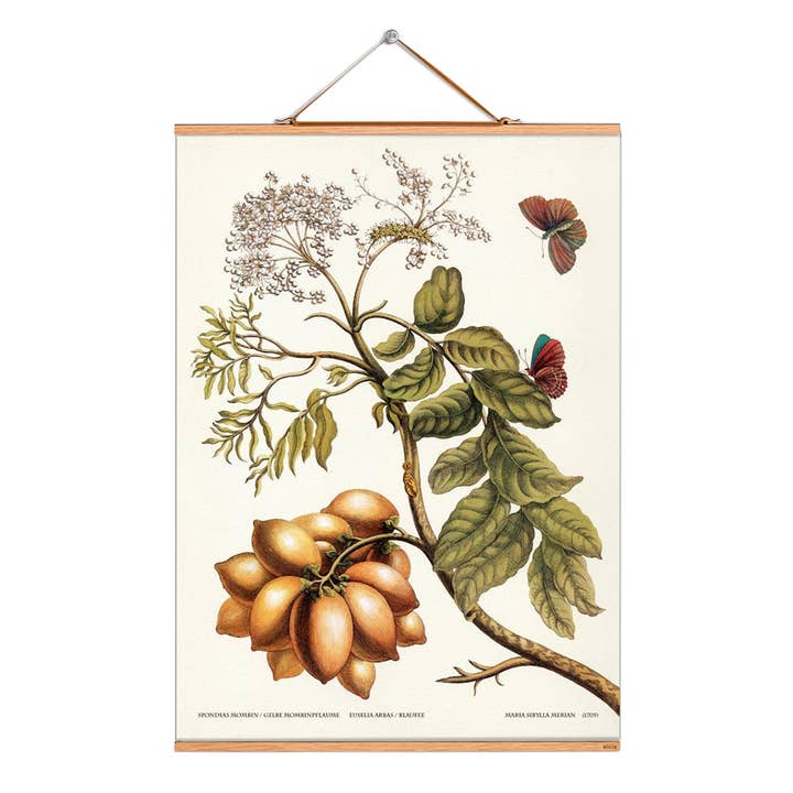 Rollbild Illustration # 156 / Merian / Gelbe / Mombinpflaume für den Großhandel von Eicie