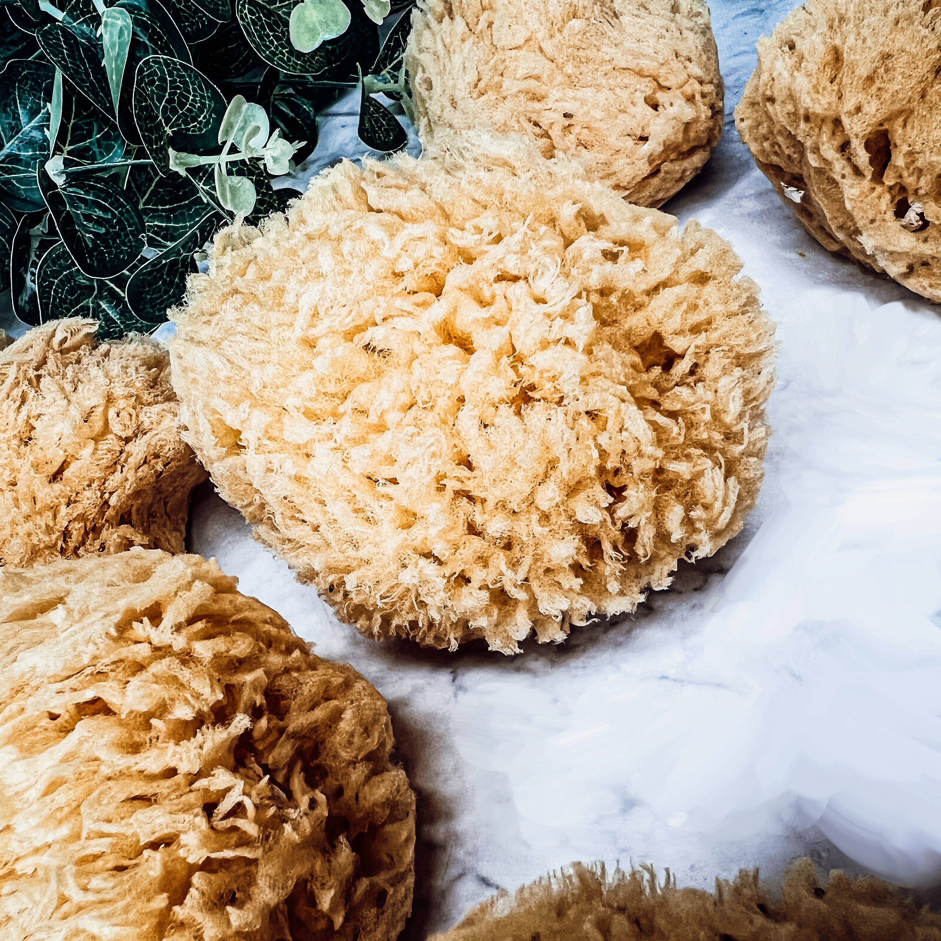 Gia Roma - Wholesale Bath Pouf/Sponge - Dead Sea Sponge, All Natural Body Wash Loofah 4-5"14