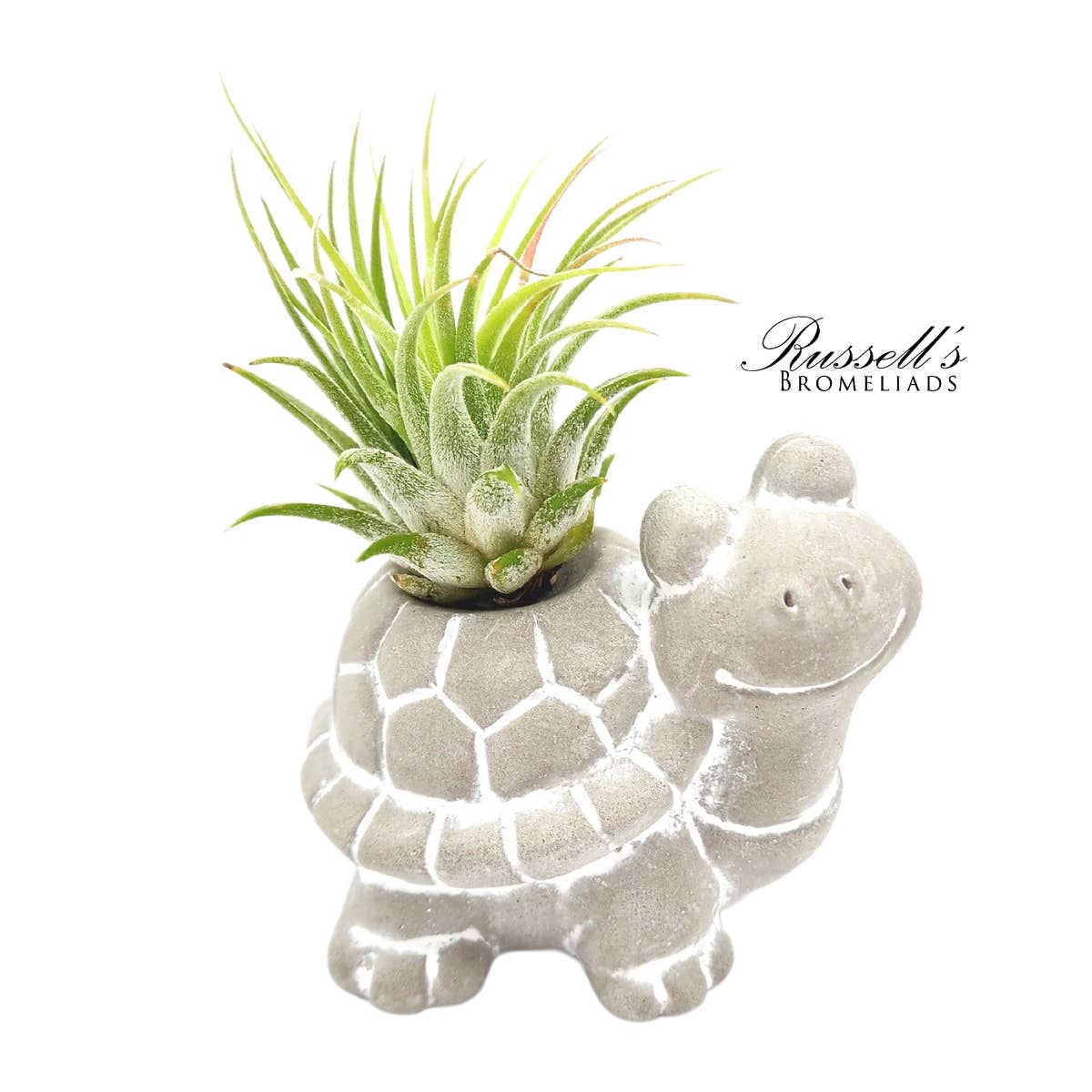 Russell's Bromeliads - Wholesale Decorative Figurine - Petite Menagerie - Half Pack2