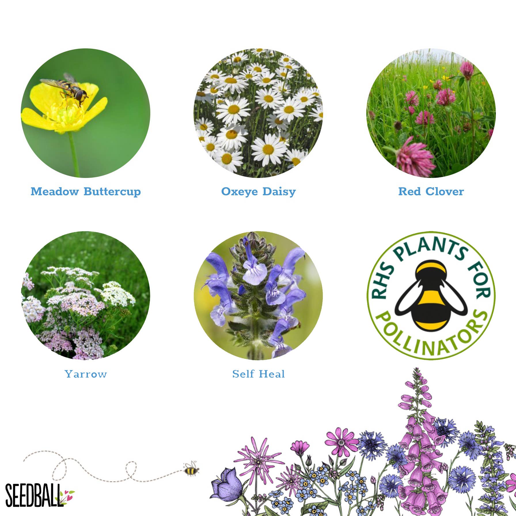 Seedball - Vente Graines de plantes - Boîtes à fleurs sauvages Bee Seedball7