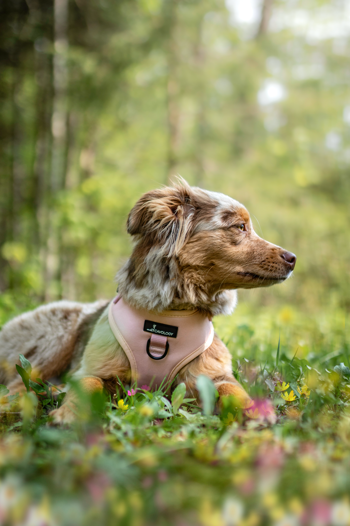 Cavology - Wholesale Pet Harness - Dog - DOG ADJUSTABLE HARNESS ASSORTED PACK 1