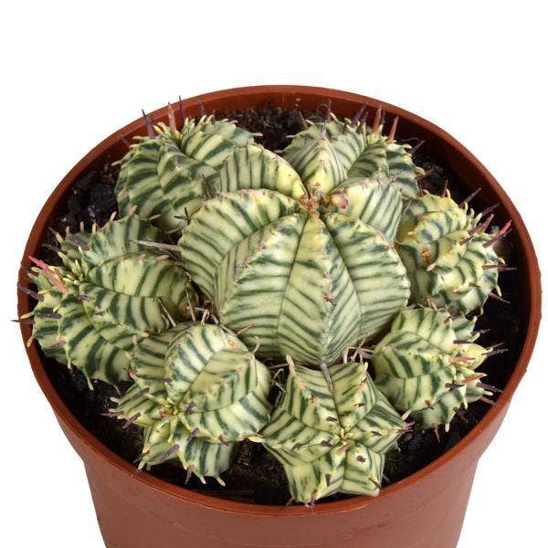 Oasis of Life - Wholesale Succulent - Spurge – Euphorbia meloformis variegata – Ø10.5cm – Houseplant & Succulent – Rare Euphorbia with unique variegation – Easy to care for & decorative1