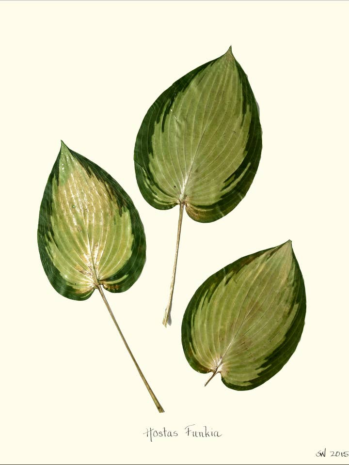 Hostas Funkia Pressing - Impression d'art botanique pour la vente par Homegrown Art Co