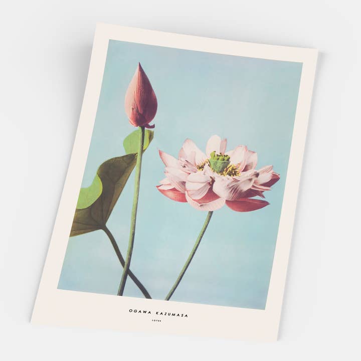 Gustave - Wholesale Art Print - Ogawa Kazumasa, Lotus1