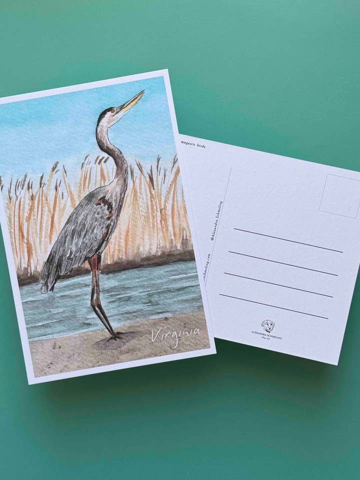 Great Blue Heron postcard - Virginia bird watercolor for wholesale by Alexandra Schmeling Fine Art