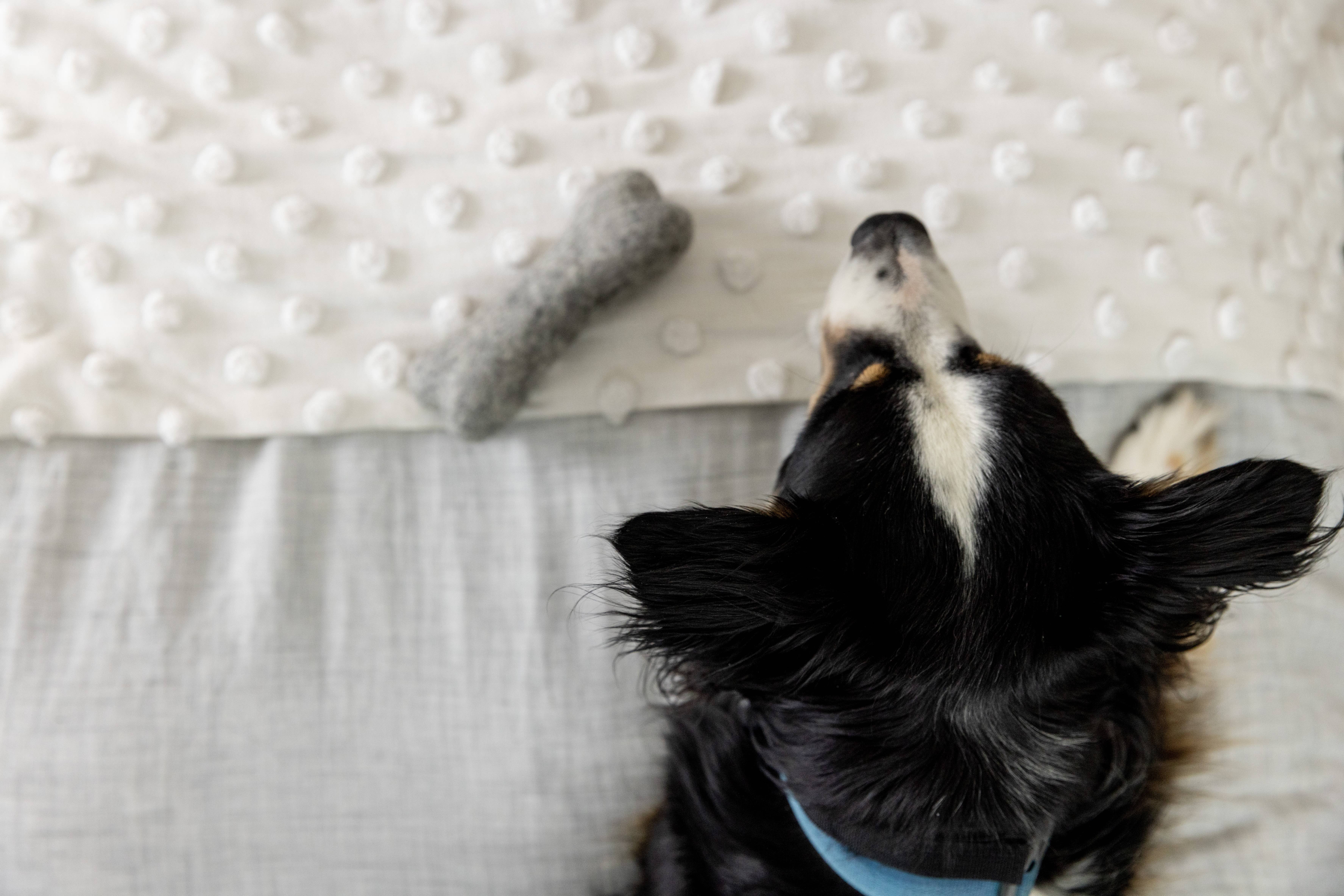 Fibres of Life - Wool & Felt - Wholesale Pet Toy - Dog - Felt Dog Bone Toy 6