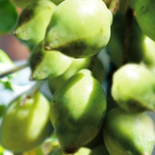 Naturally Pure Aromas – wholesale Burkljus – Kakadu plommon sojaljus 175 gram