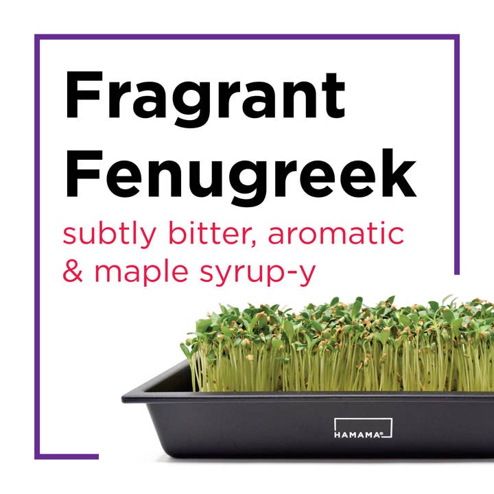 Hamama - Wholesale Plant Seeds - Seed Quilts4