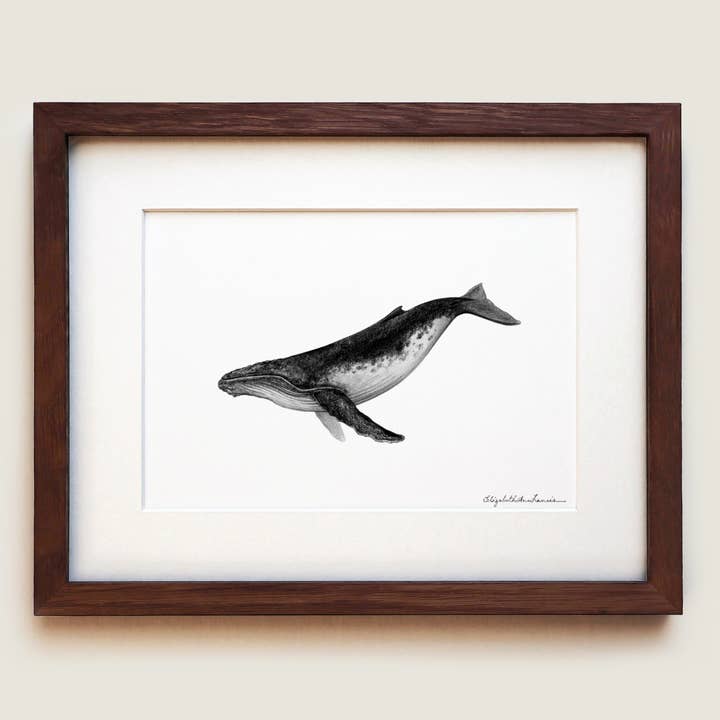 Humpback Whale | Fine Art Print for wholesale by ElizabethAnnFrancis