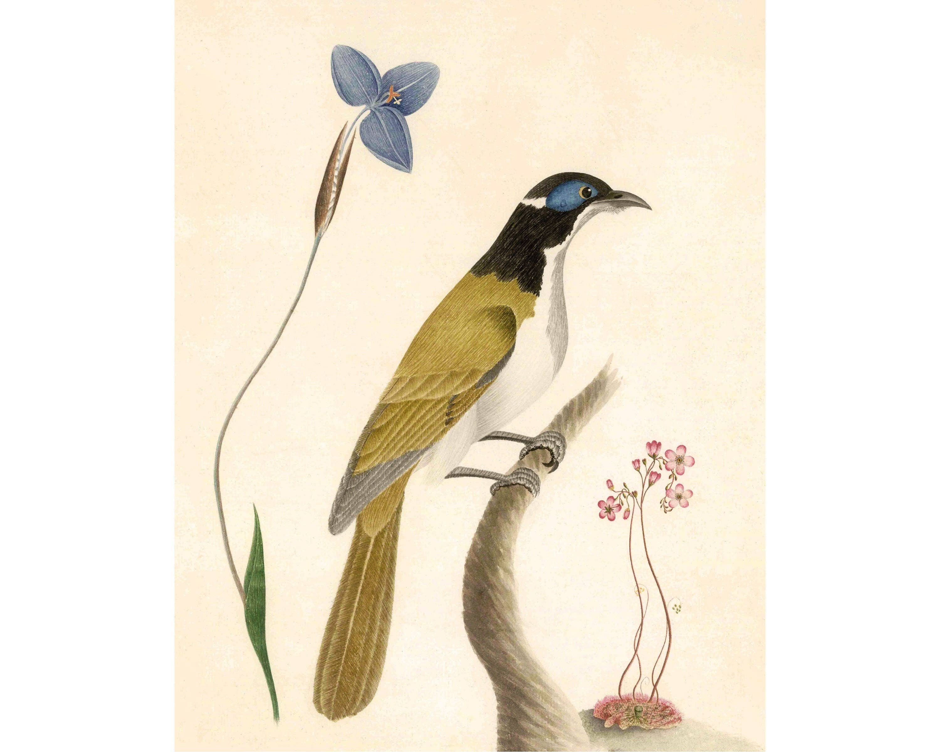 Rock Paper Scissors Wall Art - Wholesale Art Print - Birds & Flower Print - Natural History Art Print0