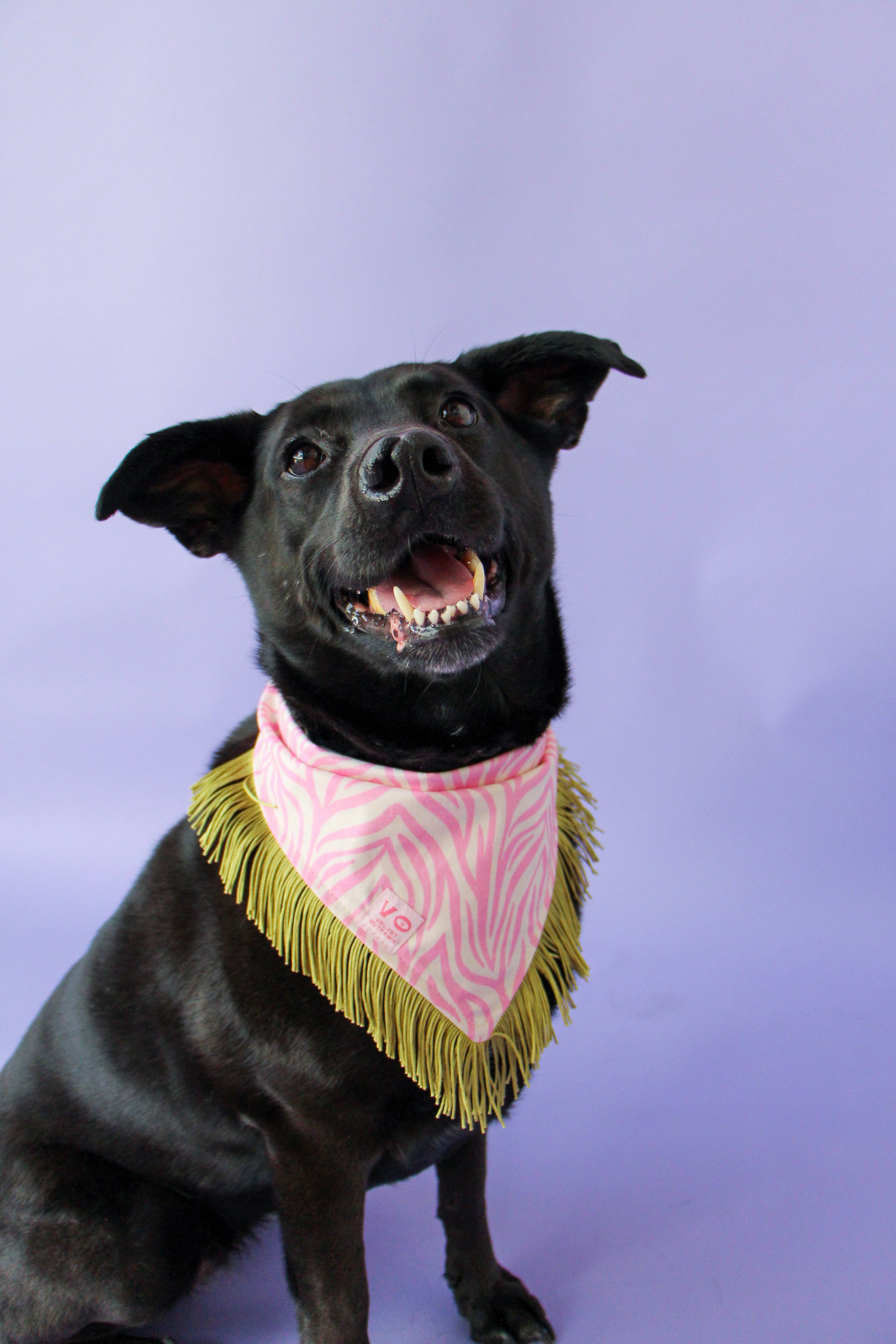 Velvet Outlaw - Wholesale Pet Bandana - Dog - Pink Zebra Stripe with Sage Green Fringe Pet Bandana5