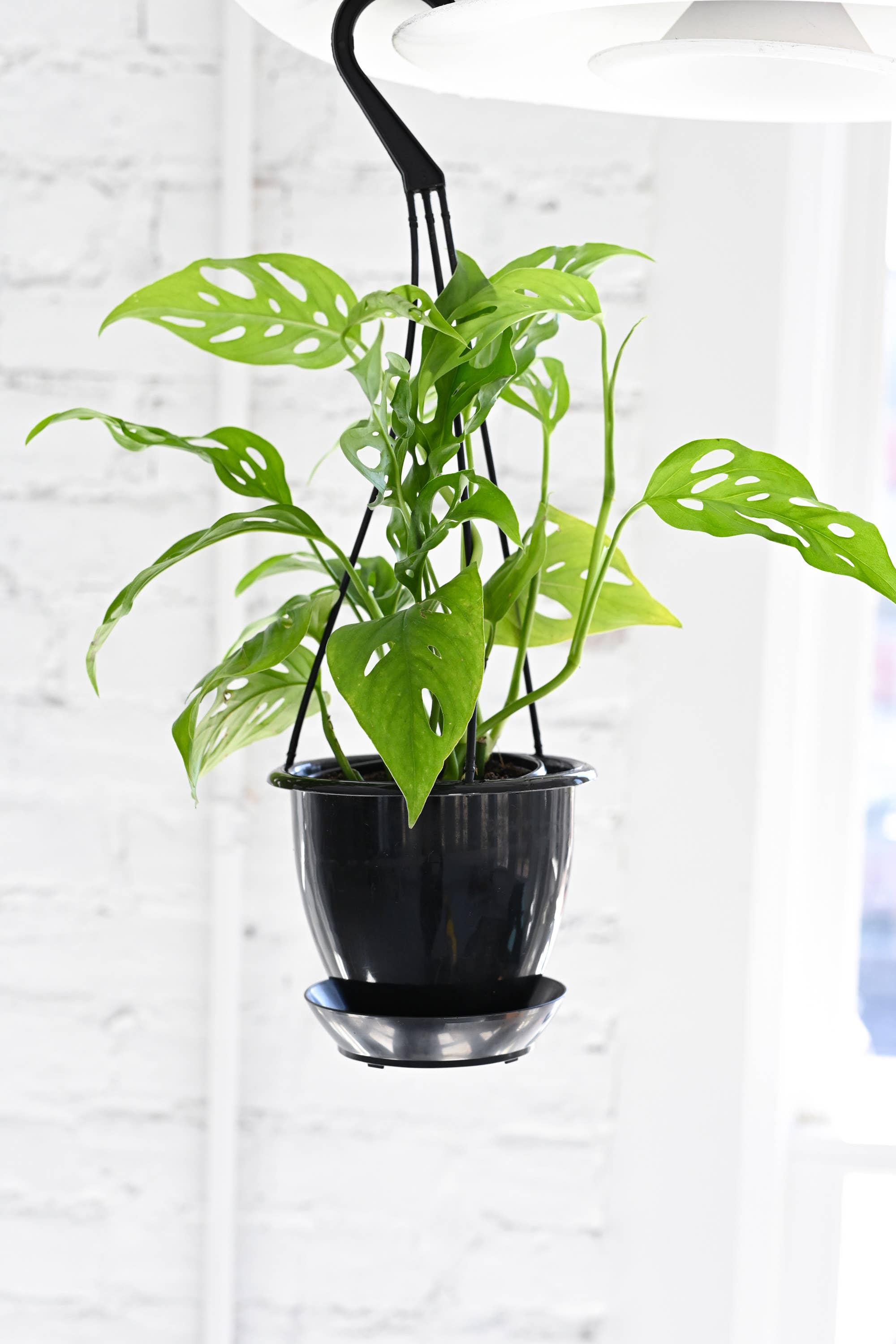 Thorsen's Greenhouse - Vente Pot - Pot suspendu pour plantes de 4" - Plusieurs couleurs6