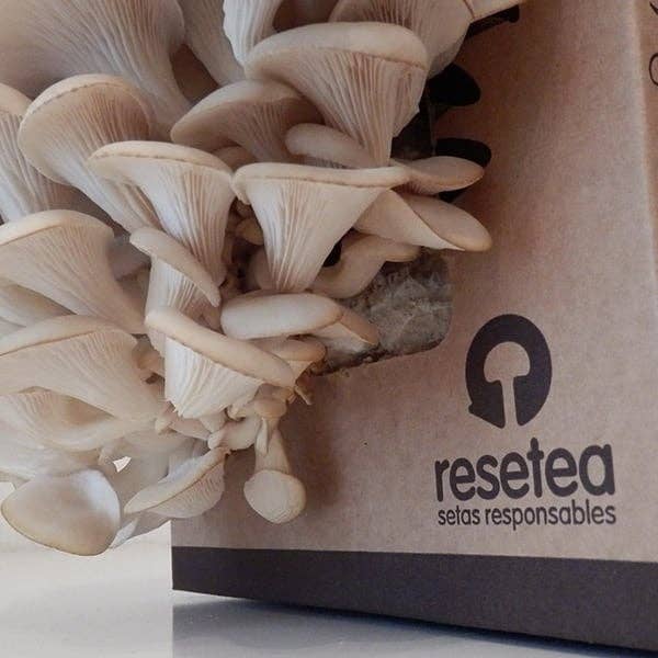 Resetea – wholesale DIY craft kit – Gourmet Mushroom Grow Kit 🍄2