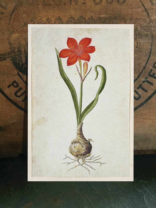 Amarillide per la vendita all'ingrosso da parte di Irreverent Cards for Challenging Times